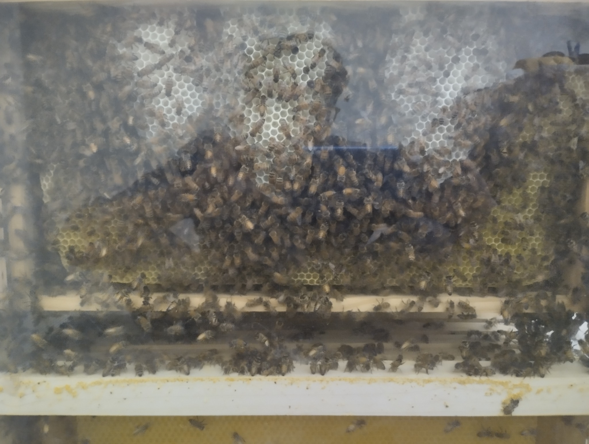 Smart Indoor Beehive colony and honeycomb